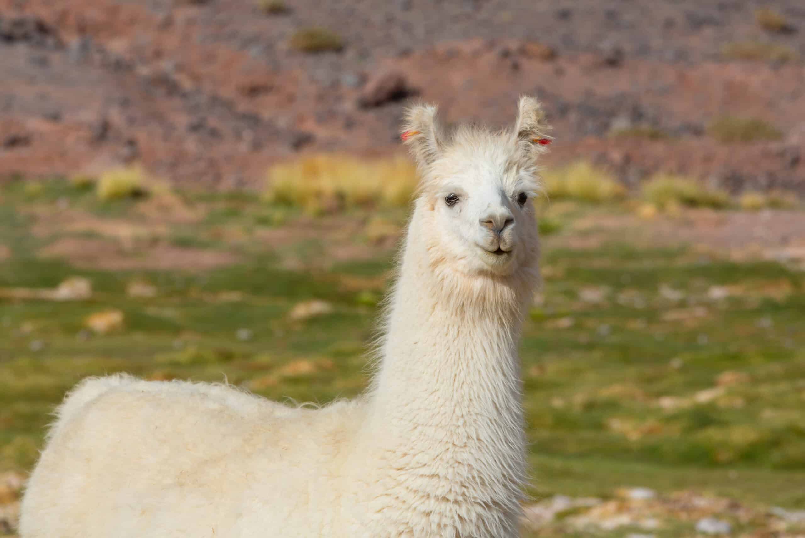 Llama in Bolivia