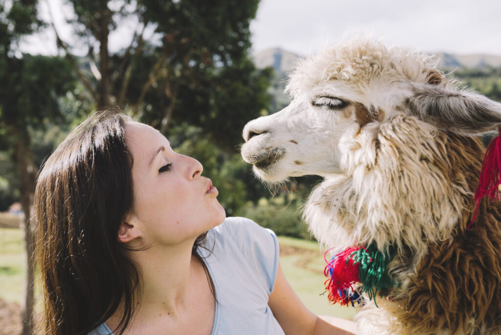 peru-cusco-young-woman-face-to-face-to-an-alpaca