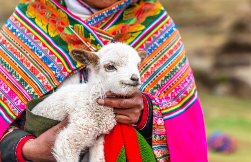 Peruvian women with little alpaca